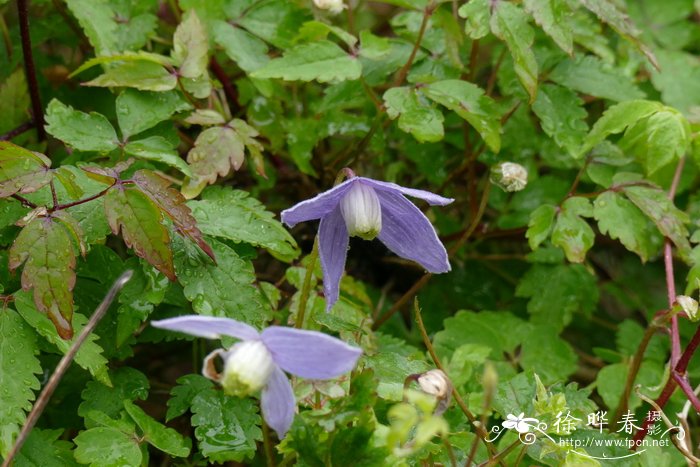 松树开花吗