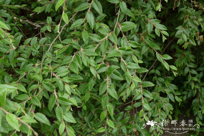 山茶花的介绍