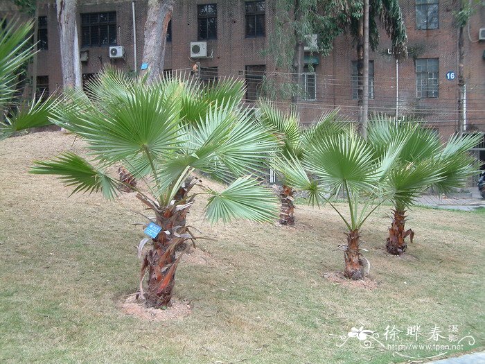 仙人掌的介绍