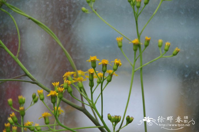 雪里红是什么菜