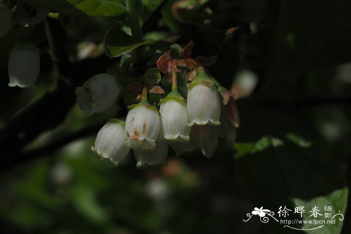 金鱼吊兰什么时候开花