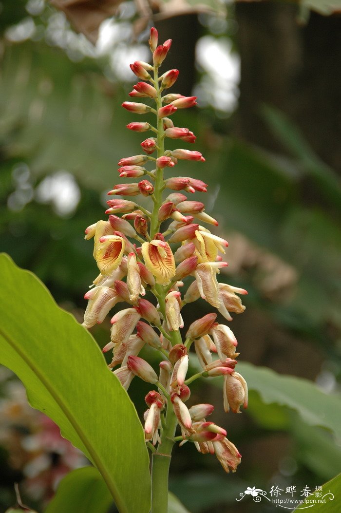 醉蝶花种植