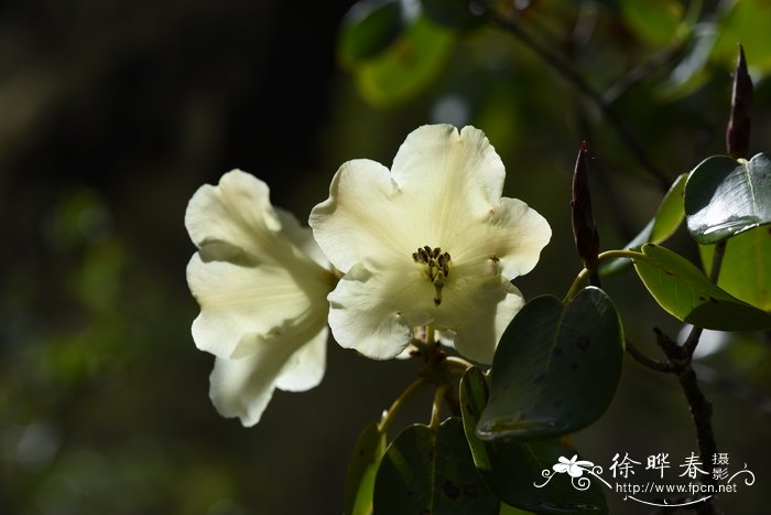 茶叶渣可以做花肥吗