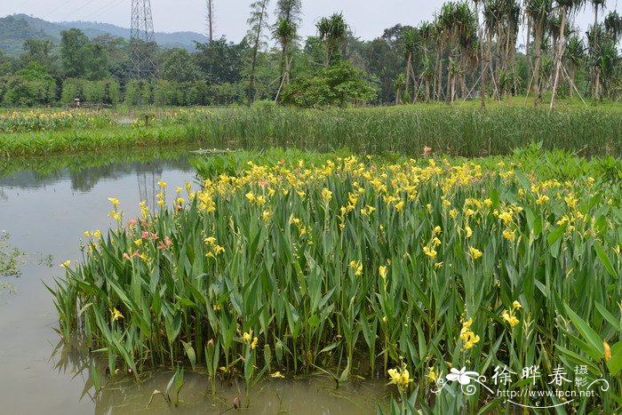 发财树怕冻吗