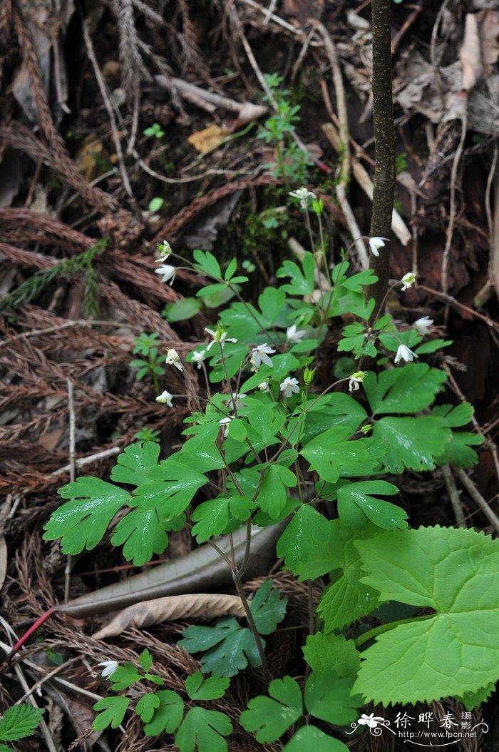 生菜种植