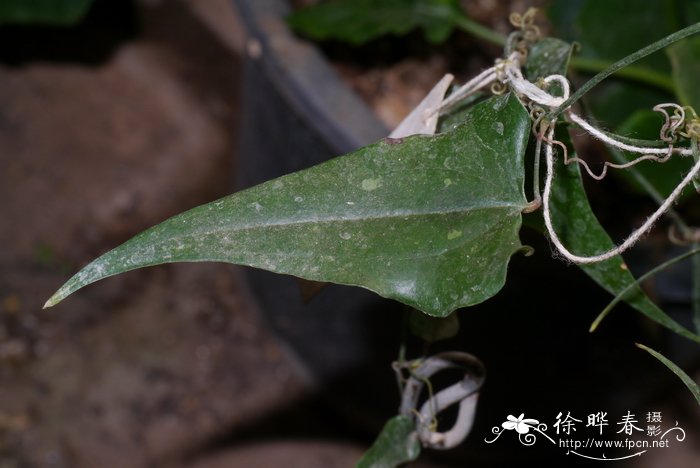 冬季植物浇水