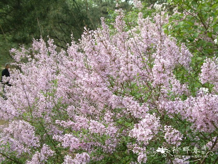 桂花茶的做法