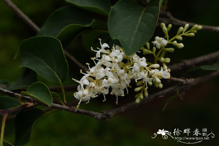 种植玫瑰花