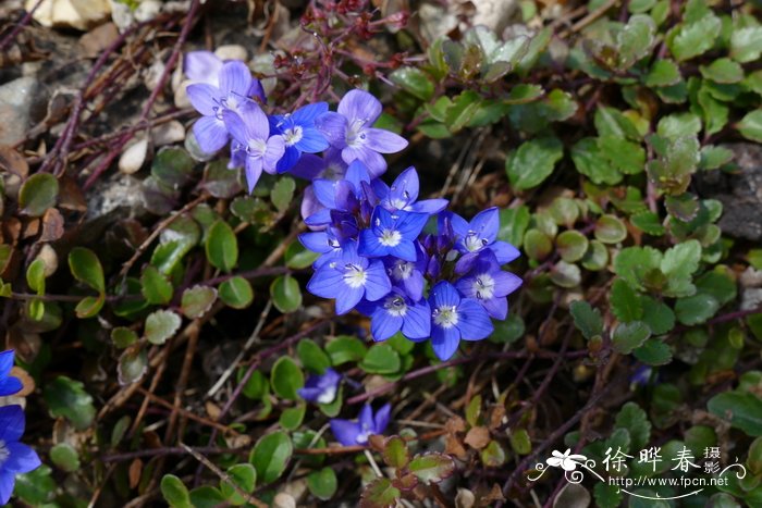 钟花蒲桃