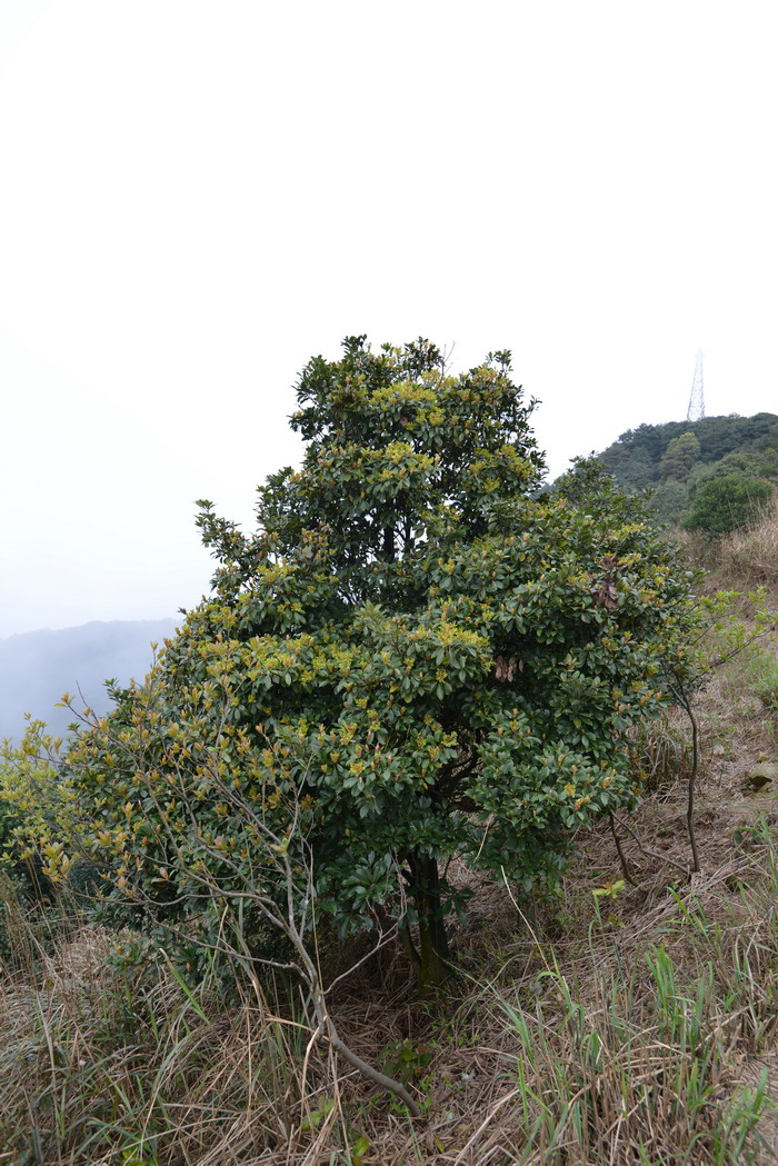 茶梅花图片