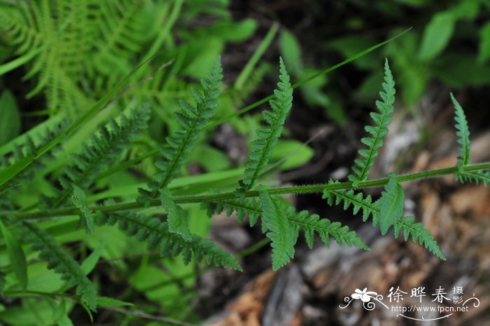 花草叶子发黄用什么办法解决