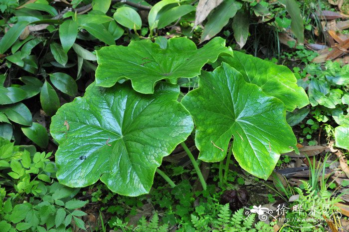 菊花什么时候开花?