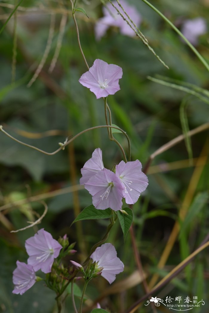 鲜花速递