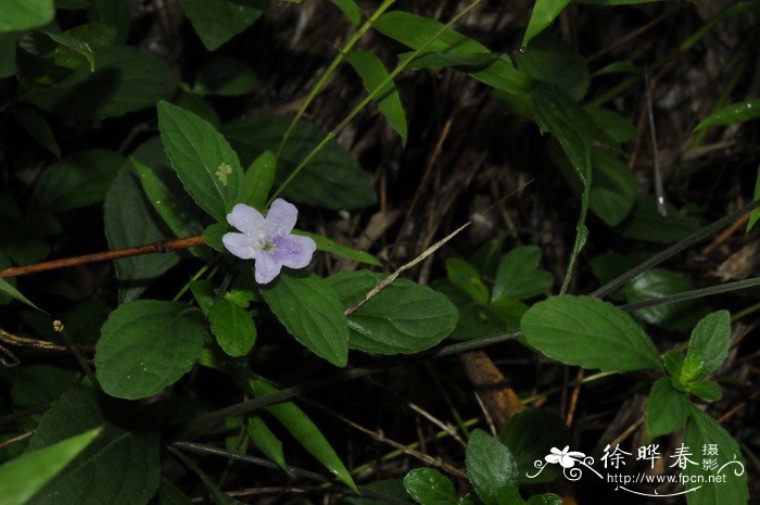 粗齿桫椤