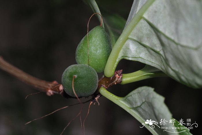 种植的方法