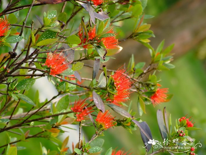 四季桂花树种植技术