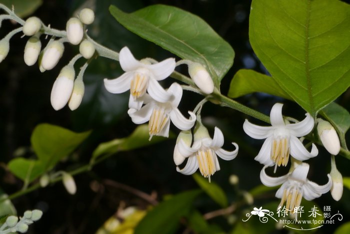 客厅适合养什么花和植物好风水