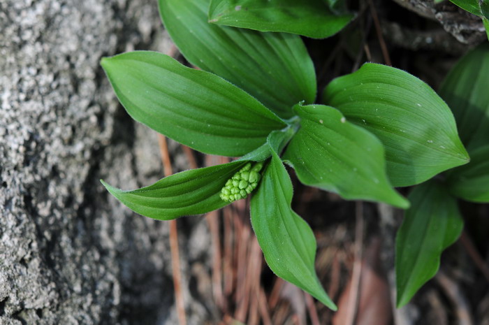 杜鹃花好养吗