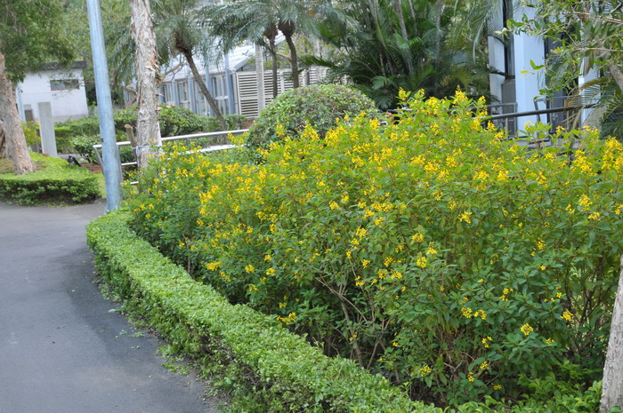 油茶的种植