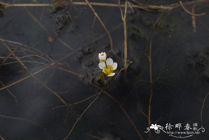 梅兰竹菊