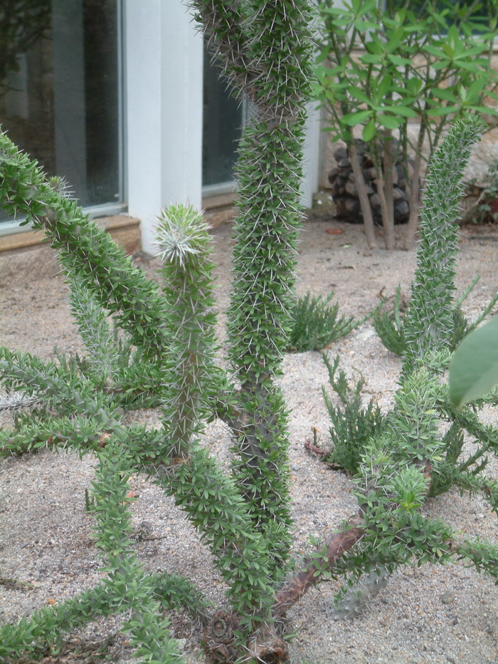 一年生植物