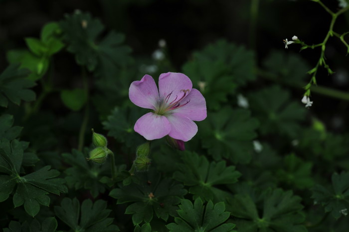 洋甘菊花期