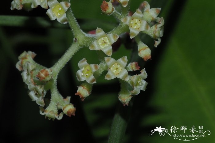 山茶花的介绍