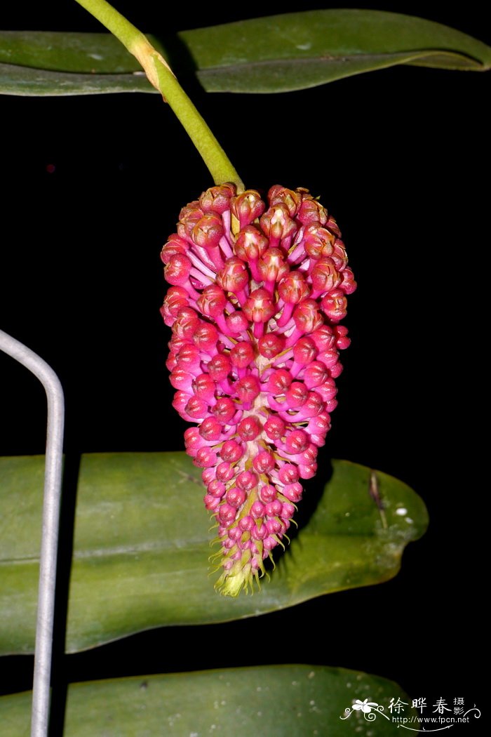 月季花施什么肥料最好