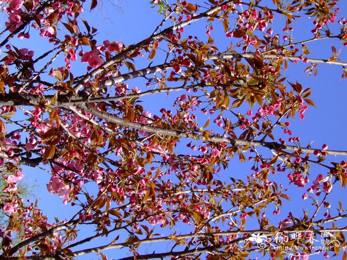 郁金香的花期