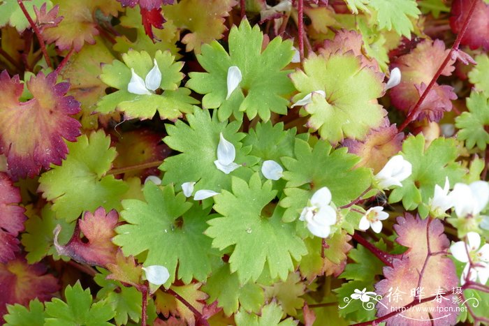 茱萸图片重阳节