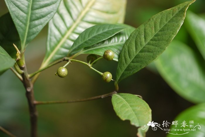 凤仙花染指甲