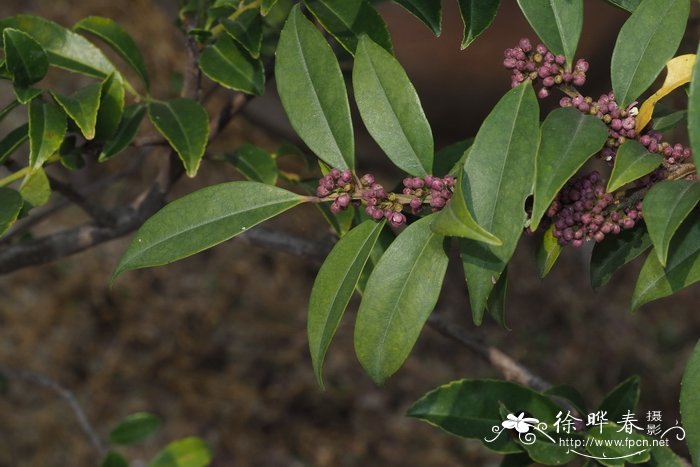 香港紫荆花的象征意义