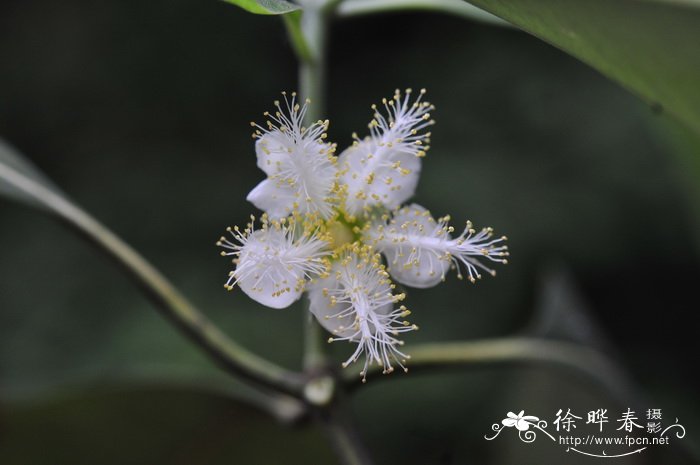 梅花叶子图片