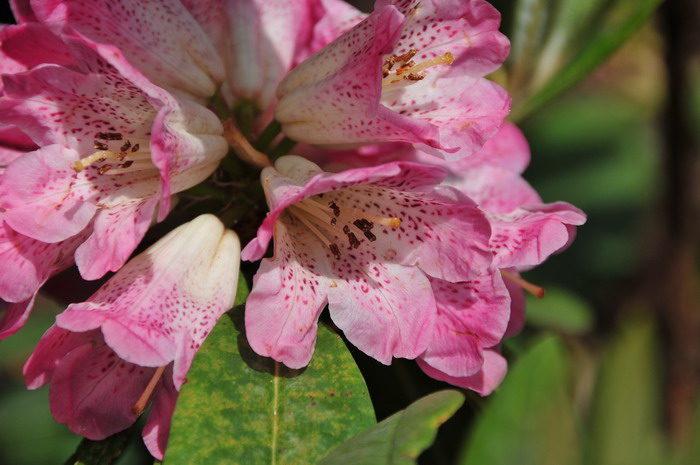 白色郁金香花语