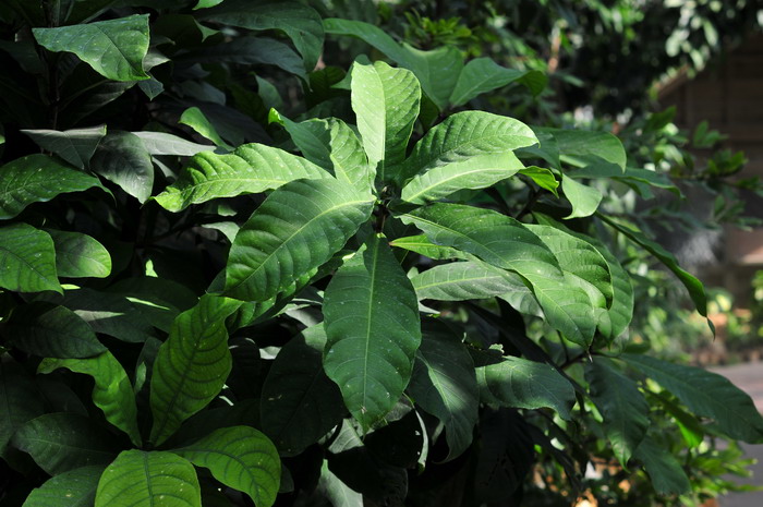 苹果树管理技术