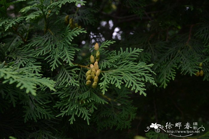 花叶苦菜