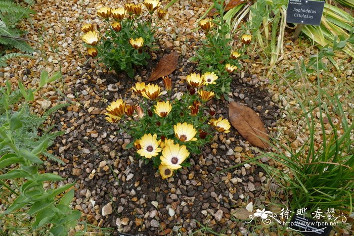 醉蝶花种植