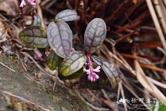 格桑花花语