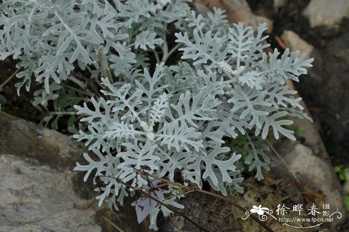 生菜种植