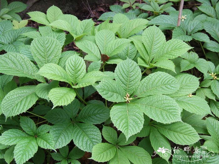 冬季植物浇水