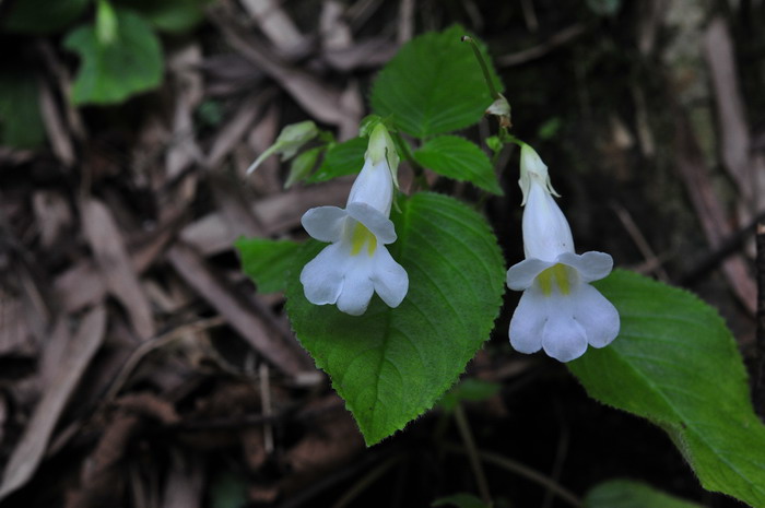 钱串子花