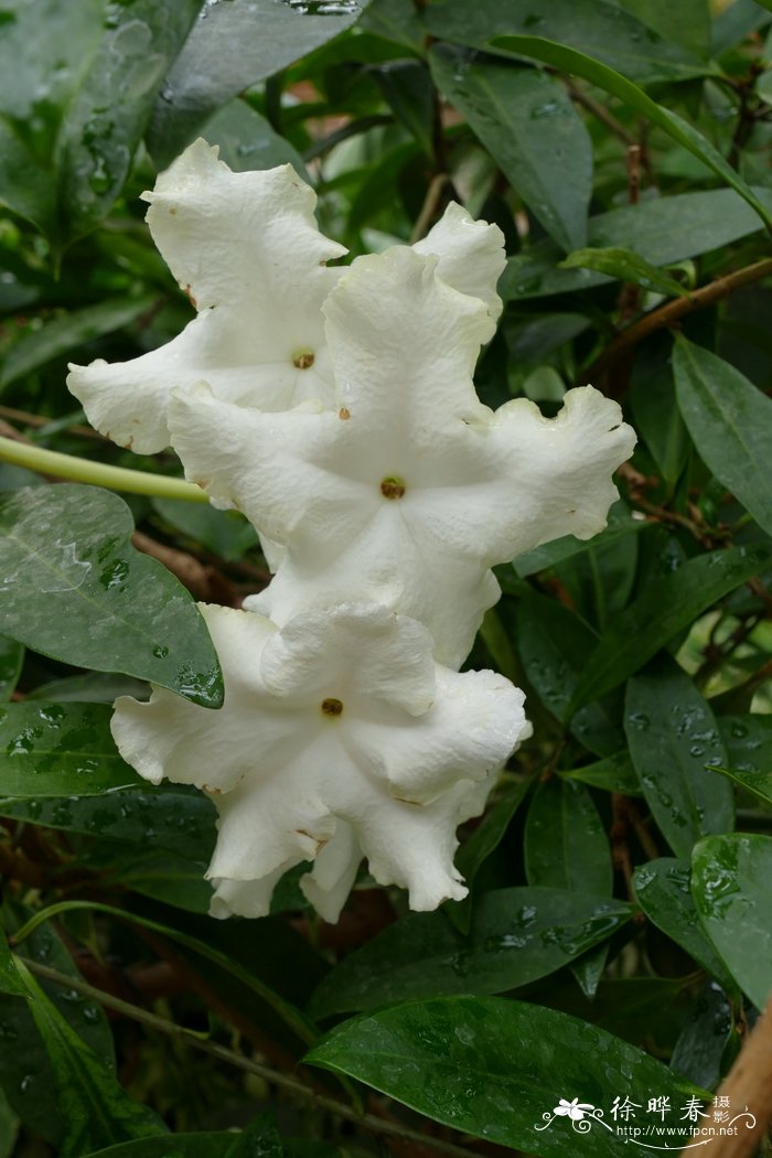 水稻种植时间