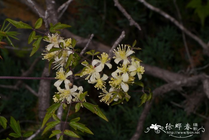 大丽花种植