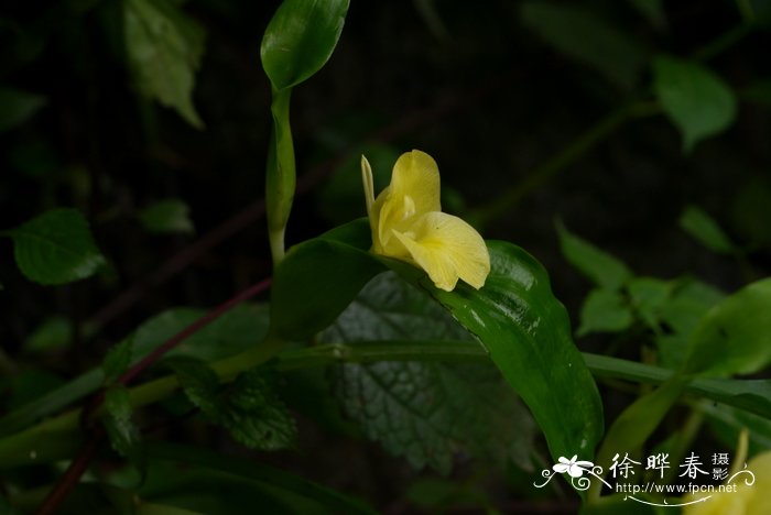 山竹树怎样种植