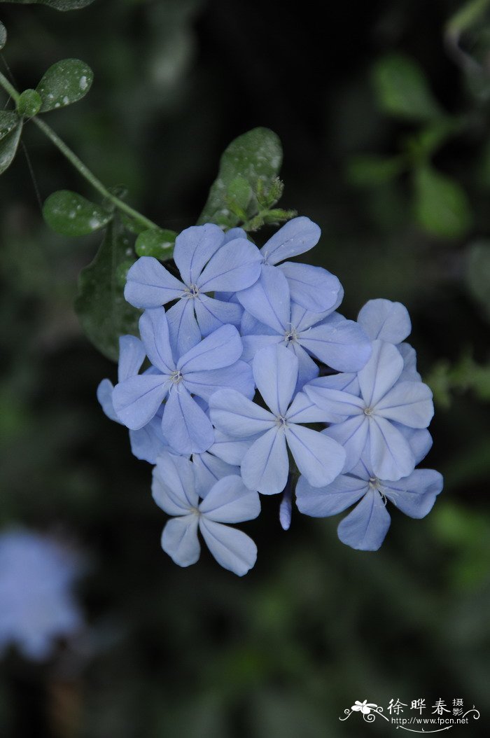 教师节送老师什么花