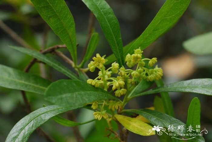 单性花和双性花区别