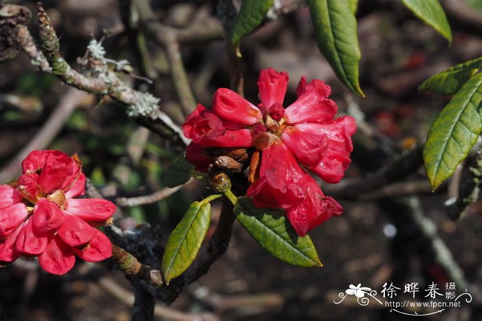 丁香花语