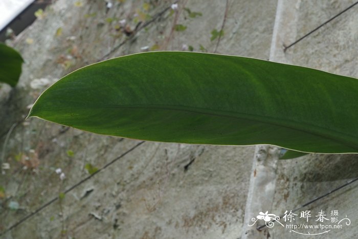 芒果是什么季节的水果