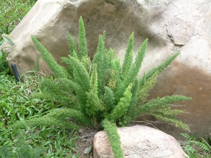 芍药花的寓意