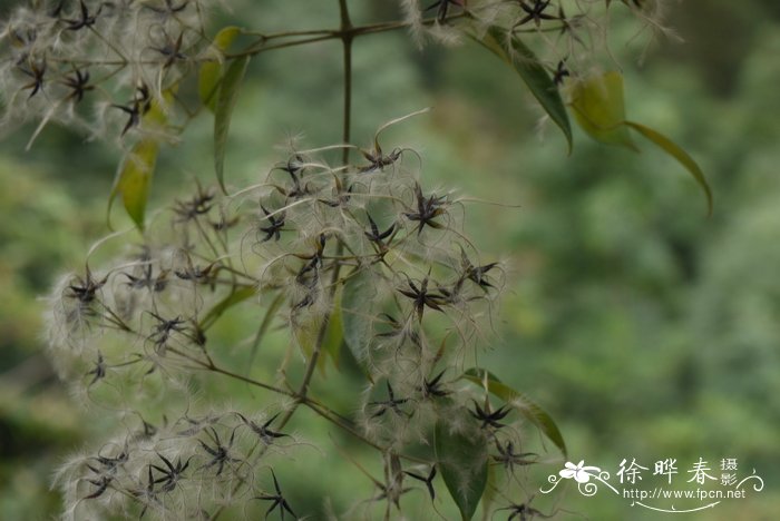 禾雀花